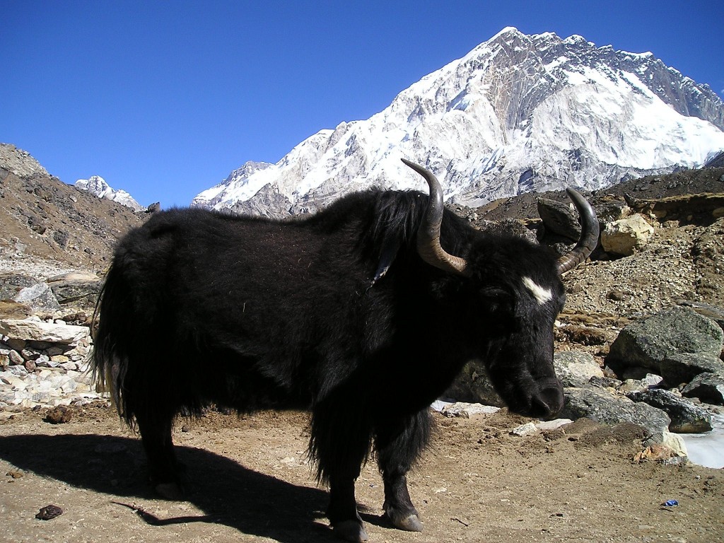 Nepal Himalayas Yak