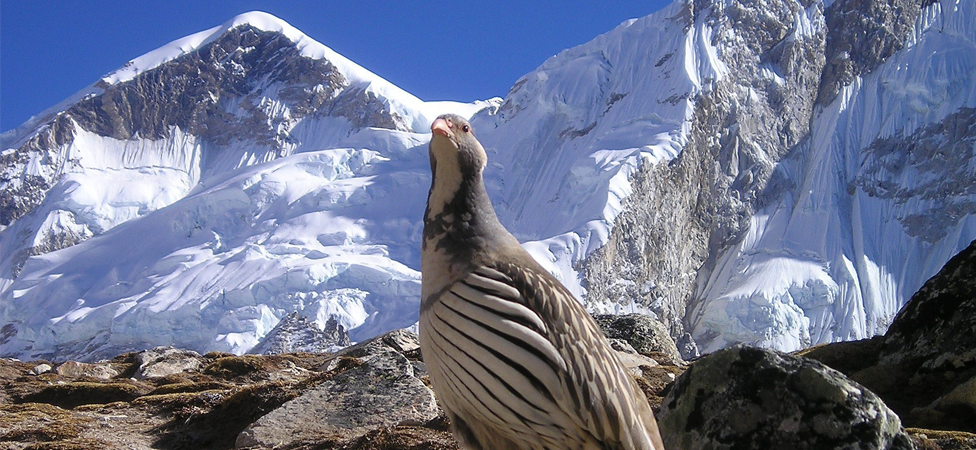 Nepal Himalayas Bird