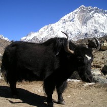 Nepal Himalayas Yak